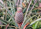 14 BeachPineapple-0037